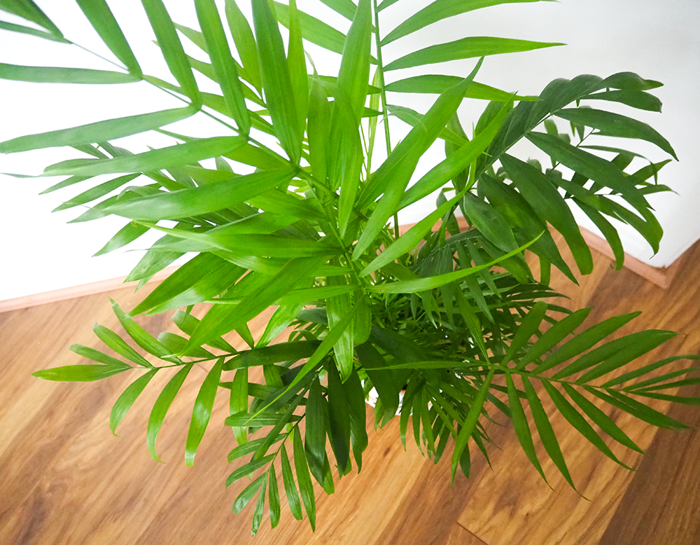 Parlour palm image