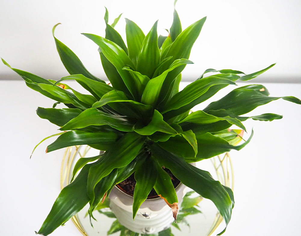 Dracaena fragrans image