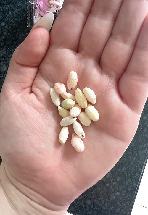 Sakuraco crispy puffs image