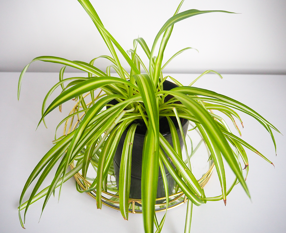 Spider plant image